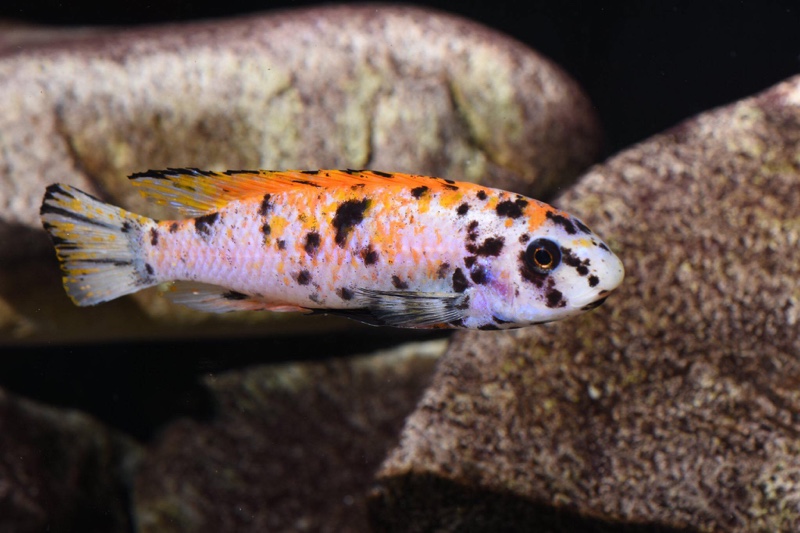 Labeotropheus trewavasae 'Mitande Reef (Rocks)'